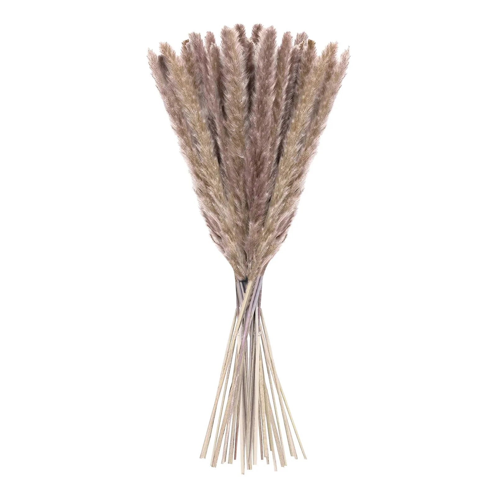 15 Natural Dried Pampas Grass Phragmites for DIY Home and Wedding Decor